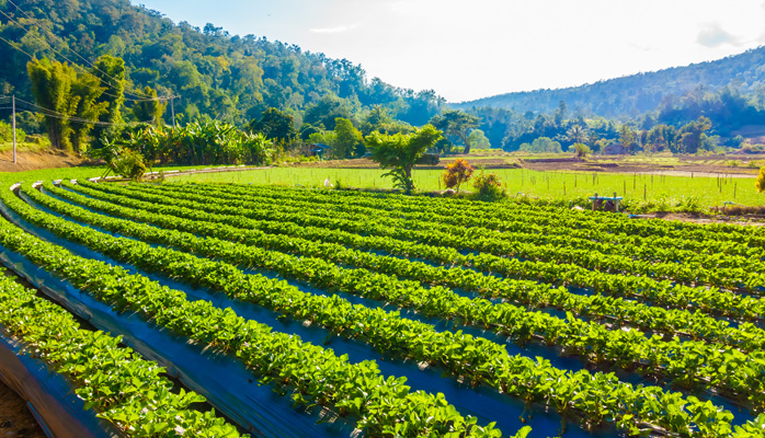 Le bail rural à clauses environnementales