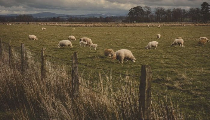 La convention de pâturage : bail rural déguisé ou simple mise à disposition ?