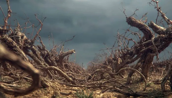 Vignes en friche : quelles conséquences pour l’exploitant ?